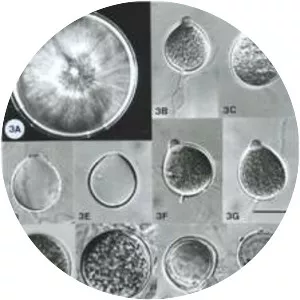 Phytophthora cactorum