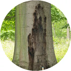 Phytophthora cambivora