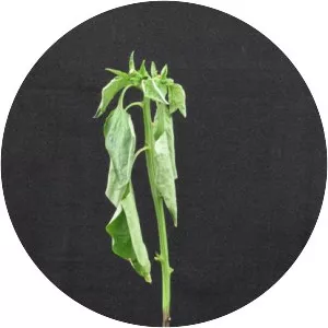 Phytophthora capsici