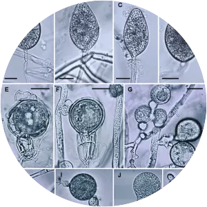 Phytophthora cinnamomi