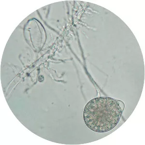 Phytophthora citricola