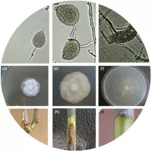 Phytophthora citrophthora