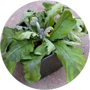 Phytophthora cryptogea