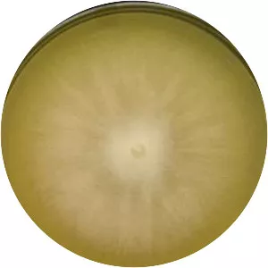 Phytophthora drechsleri