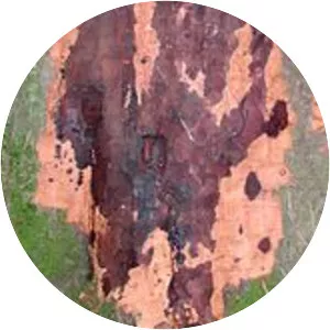 Phytophthora kernoviae - 