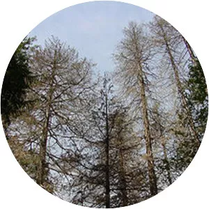 Phytophthora lateralis