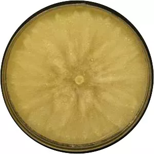 Phytophthora megakarya