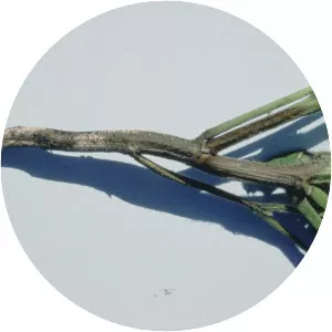 Phytophthora megasperma