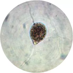 Phytophthora nicotianae