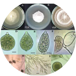 Phytophthora palmivora