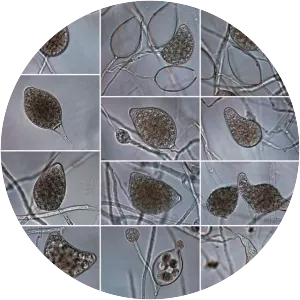 Phytophthora plurivora