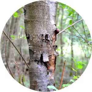 Phytophthora pseudosyringae