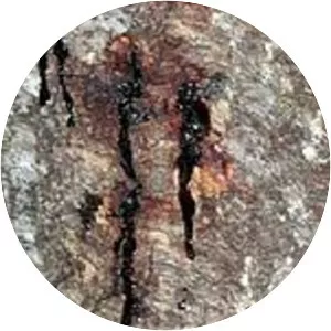 Phytophthora ramorum