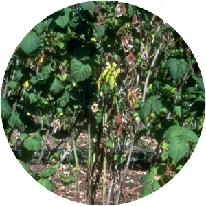 Phytophthora rubi