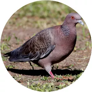 Picazuro pigeon