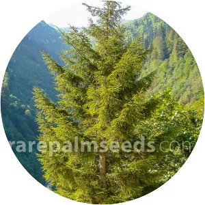 Picea orientalis