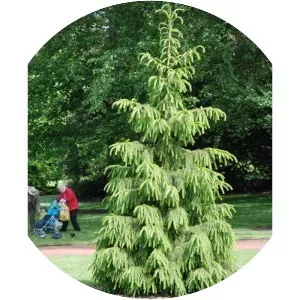 Picea smithiana