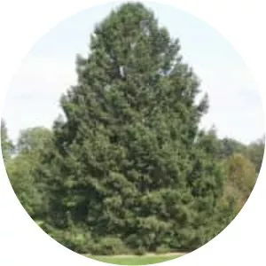 Picea wilsonii
