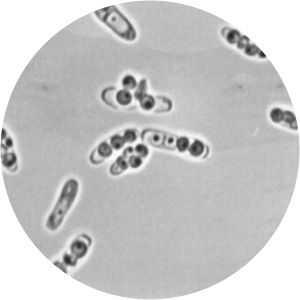 Pichia membranifaciens