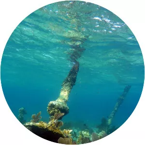 Pickles Reef - Coral reef in the United States of America