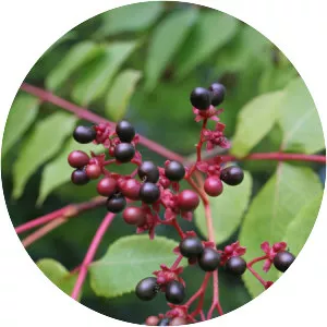 Picrasma quassioides