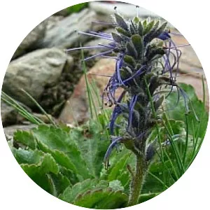 Picrorhiza kurroa - Plants