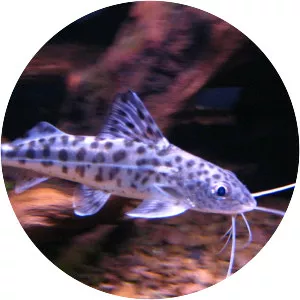 Pictus catfish - Fish
