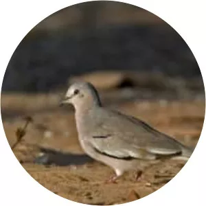 Picui ground dove - Bird