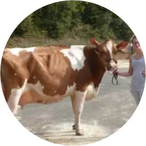 Pie Rouge des Plaines