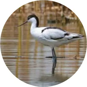 Pied avocet