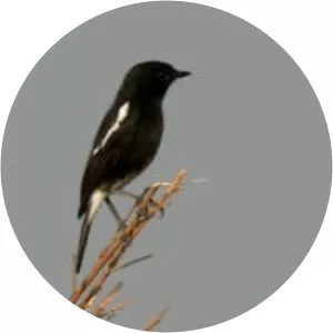 Pied bush chat