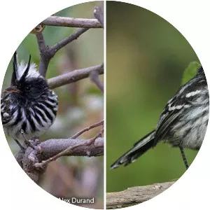 Pied-crested tit-tyrant