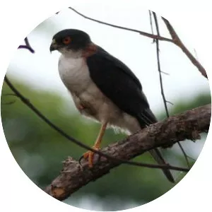Pied goshawk