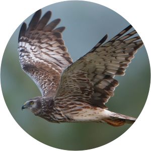 Pied harrier - Birds