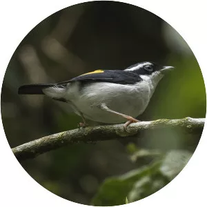 Pied shrike-babbler