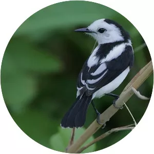 Pied water tyrant - Bird