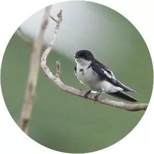 Pied-winged swallow