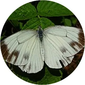 Pieris