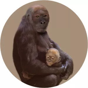 Pierolapithecuscatalaunicus - Primate