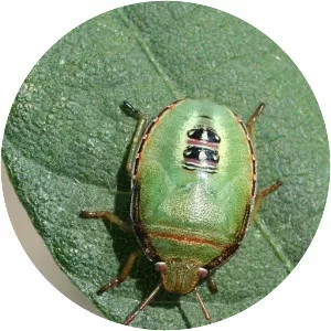 Piezodorus guildinii