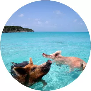 Pig Beach - Island in the Bahamas