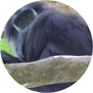 Pig-tailed langur