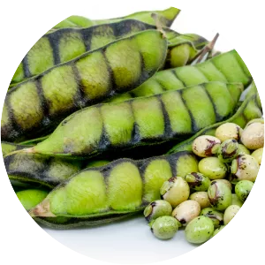 Pigeon pea - Legume