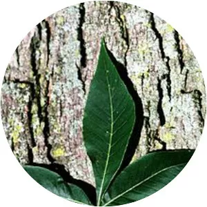 Pignut Hickory
