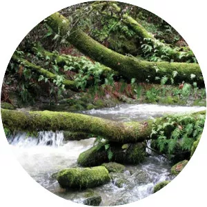 Pilarcitos Creek - Stream in California