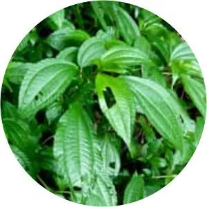 Pilea melastomoides - Plants