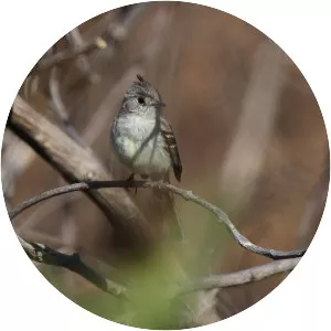 Pileated flycatcher - Bird