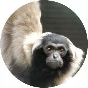 Pileated gibbon