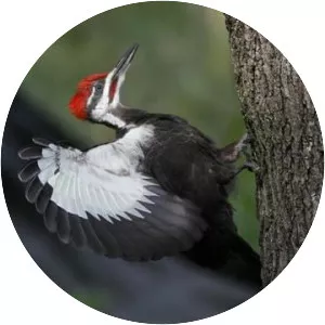 Pileated woodpecker
