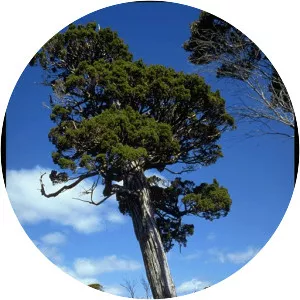 Pilgerodendron uviferum - Plants